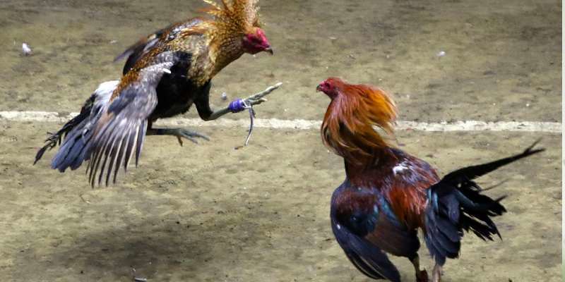 Đá Gà Cựa Sắt: Hướng Dẫn Toàn Diện Về Đá Gà Với Cựa Sắt 2 Các Bước Chuẩn Bị Cho Trận Đá Gà Cựa Sắt