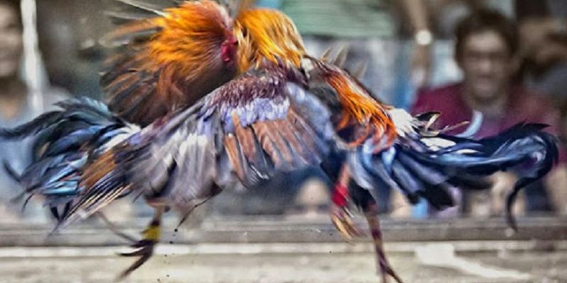 Đá gà trực tiếp 88: Trải nghiệm đá gà trực tuyến đỉnh cao 1 Đá gà trực tiếp 88 là gì?