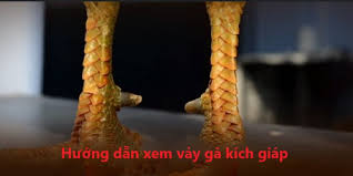 Cách xem vảy gà chọi: Hướng dẫn chi tiết cho người chơi gà 1 Giới thiệu về vảy gà chọi và vai trò của nó